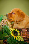 Labrador Retriever Puppy