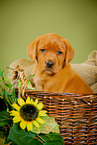 Labrador Retriever Puppy