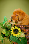 Labrador Retriever Puppy