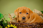 Labrador Retriever Portrait