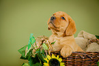 Labrador Retriever Puppy