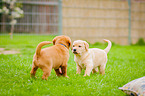 Labrador Retriever Puppies