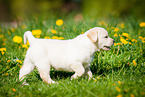 trotting Labrador Retriever