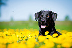 Labrador Retriever Portrait