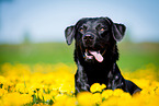 Labrador Retriever Portrait