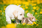 Labrador Retriever Puppy