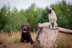 Labrador Retriever and pug