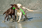 2 Labrador Retriever