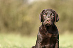 Labrador Retriever Portrait