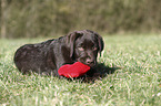 lying Labrador Retriever Puppy