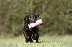 running Labrador Retriever Puppy