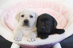 Labrador Retriever Puppies