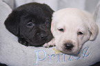 Labrador Retriever Puppies