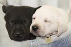 Labrador Retriever Puppies