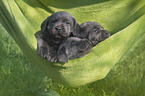 Labrador Retriever Puppies