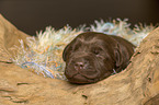 Labrador Retriever Puppy