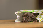 Labrador Retriever Puppy