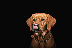 Labrador Retriever Portrait