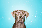 Labrador Retriever Portrait