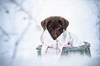 Labrador Retriever Puppy