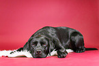 lying Labrador Retriever