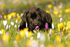 Labrador Retriever Puppy