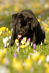 Labrador Retriever Puppy