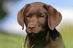 Labrador Retriever Puppy