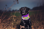 Labrador Retriever Portrait