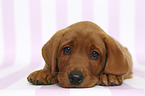 lying Labrador Retriever Puppy