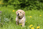 Labrador Retriever Puppy