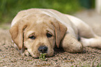 Labrador Retriever Puppy