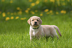 Labrador Retriever Puppy