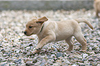 Labrador Retriever Puppy