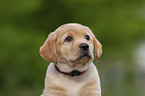 Labrador Retriever Puppy