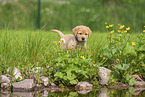 Labrador Retriever Puppy