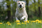 running Labrador Retriever