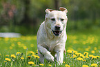 running Labrador Retriever