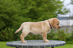 Labrador Retriever Puppy