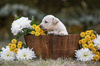 Labrador Puppy in the woodenpot