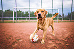 standing Labrador Retriever