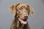 Labrador Retriever portrait