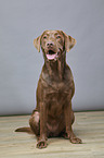 sitting Labrador Retriever