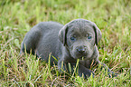 lying Labrador Retriever Puppy