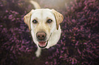 blonde Labrador