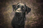 black Labrador