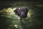 Labrador Retriever in the water