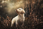 standing Labrador Retriever puppy
