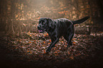 running Labrador Retriever