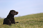 lying Labrador Retriever